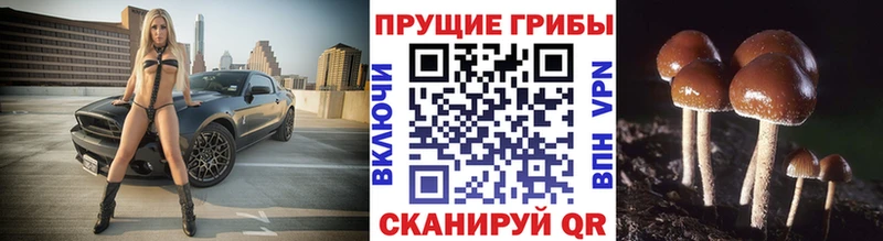 Галлюциногенные грибы Psilocybe OMG онион Торжок